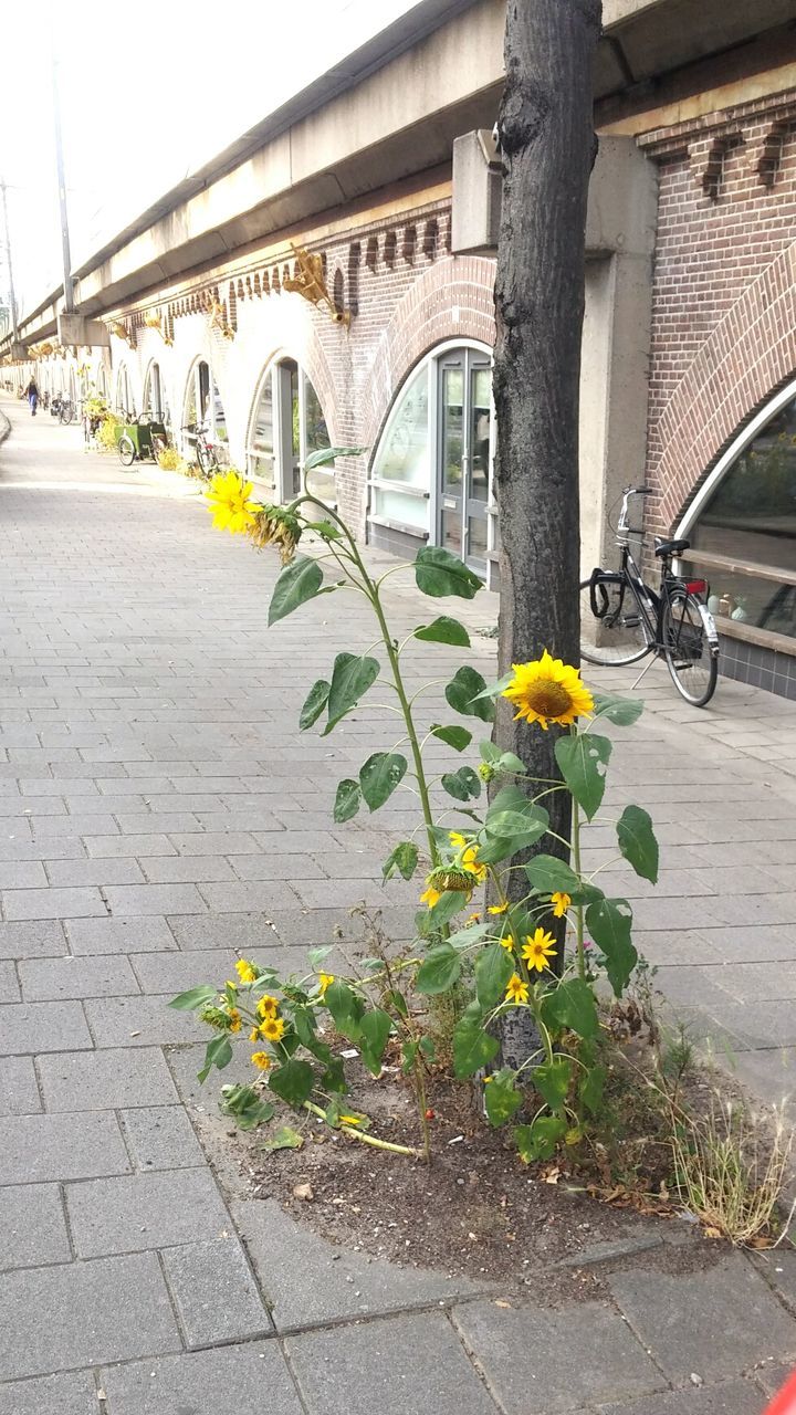 YELLOW FLOWERS ON CITY STREET