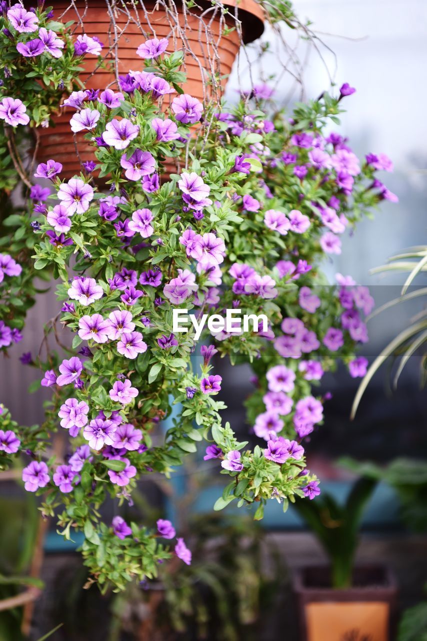 Close-up of pink flowering plants