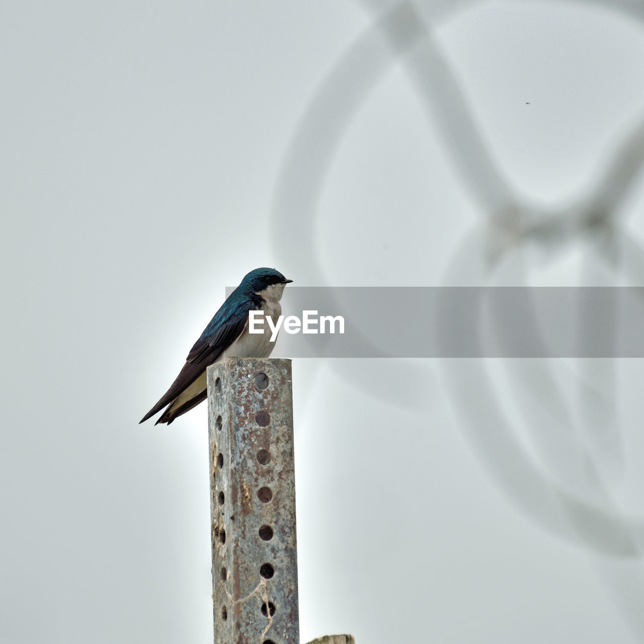 LOW ANGLE VIEW OF BIRD PERCHING ON A WOODEN POLE