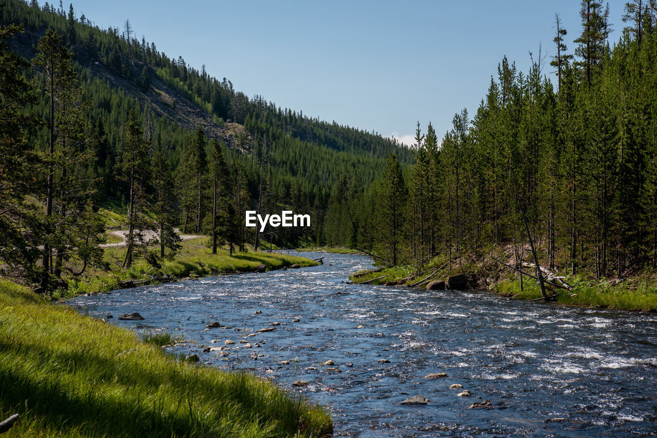 Scenic view of river amidst trees in forest against sky