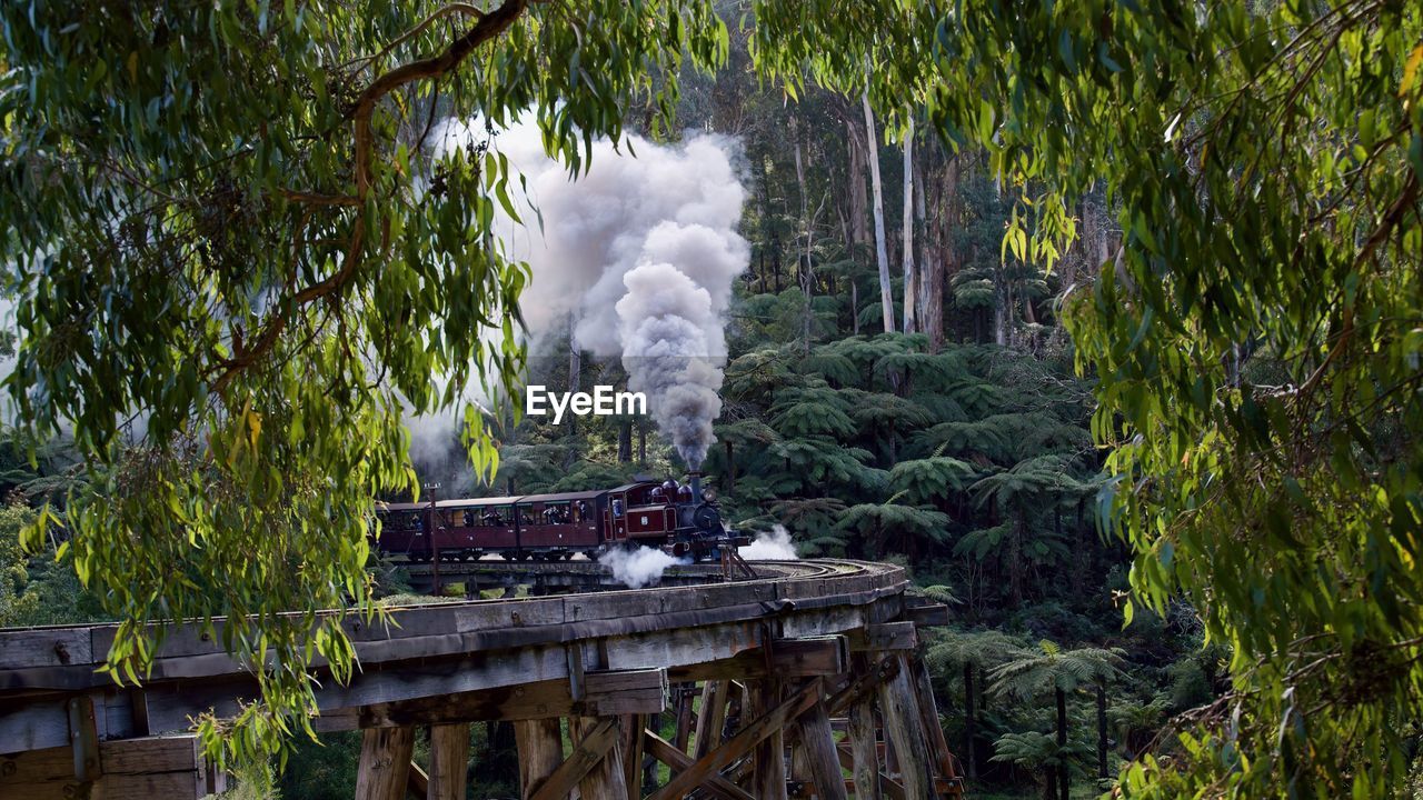 Steam train on trestle bridge framed by australian gum trees