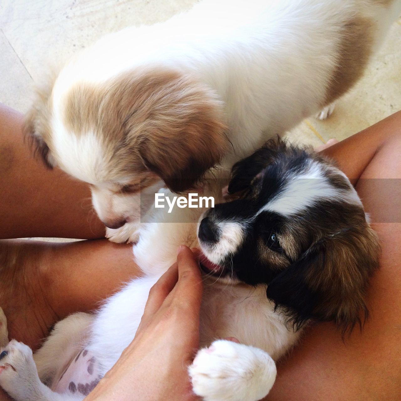 Low section of woman playing with puppies on floor at home