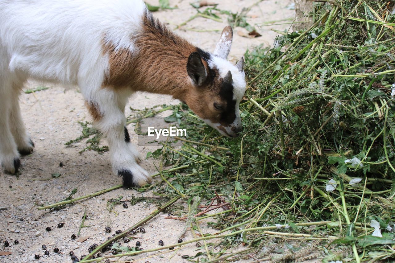 High angle view of kid goat eating plants