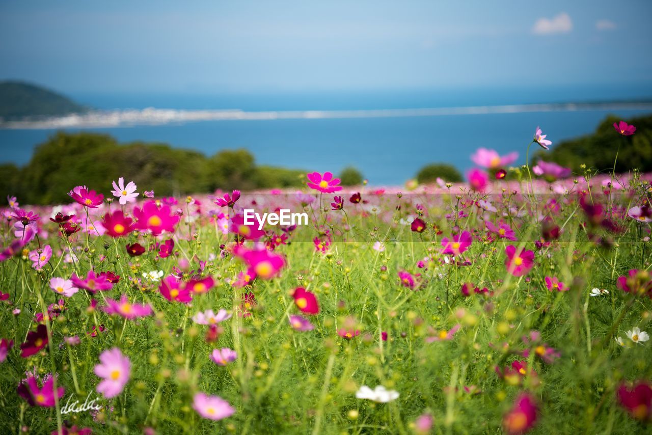 CLOSE-UP OF PINK COSMOS FLOWERS AGAINST SKY