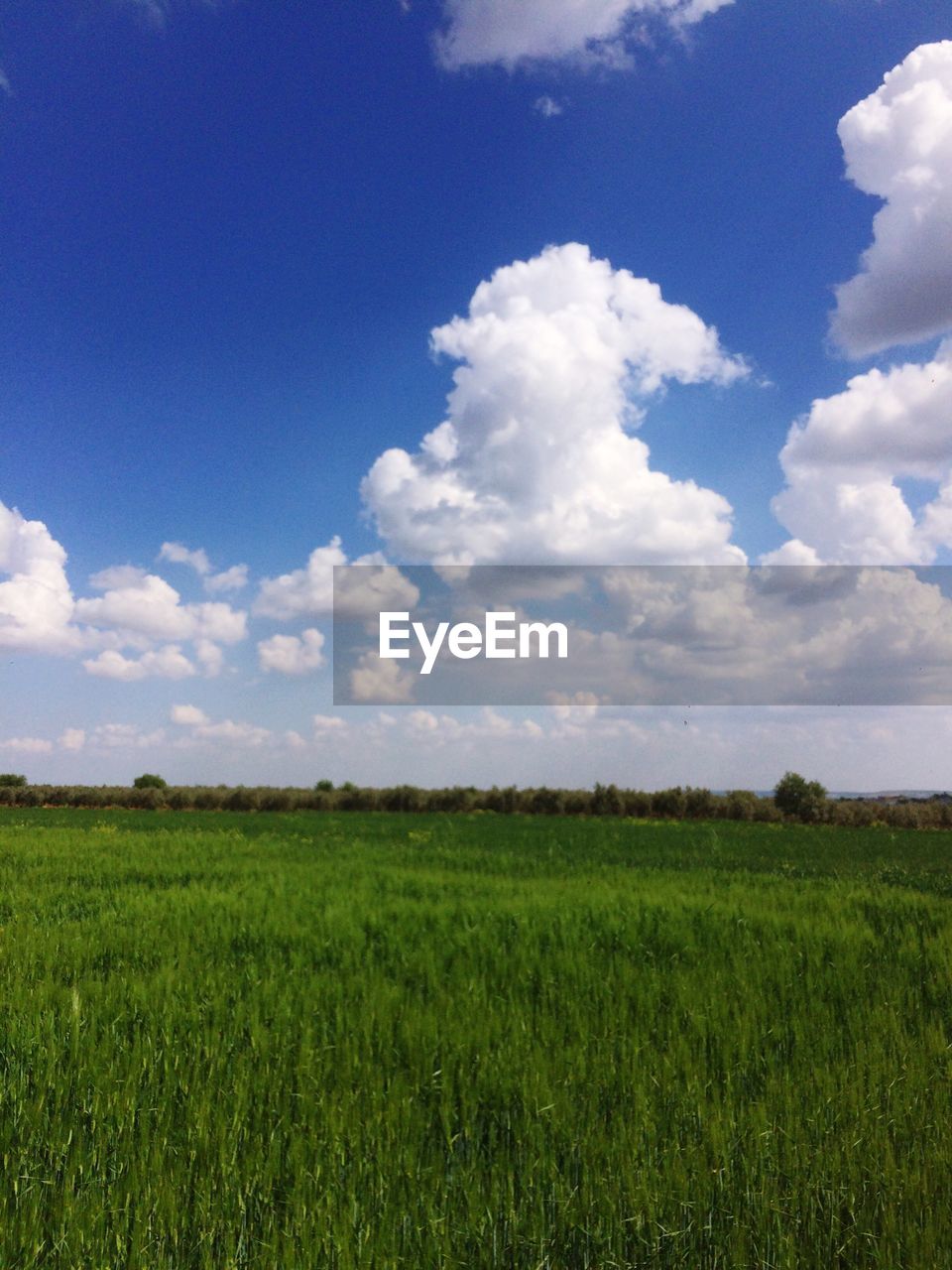 SCENIC VIEW OF FIELD AGAINST CLOUDY SKY