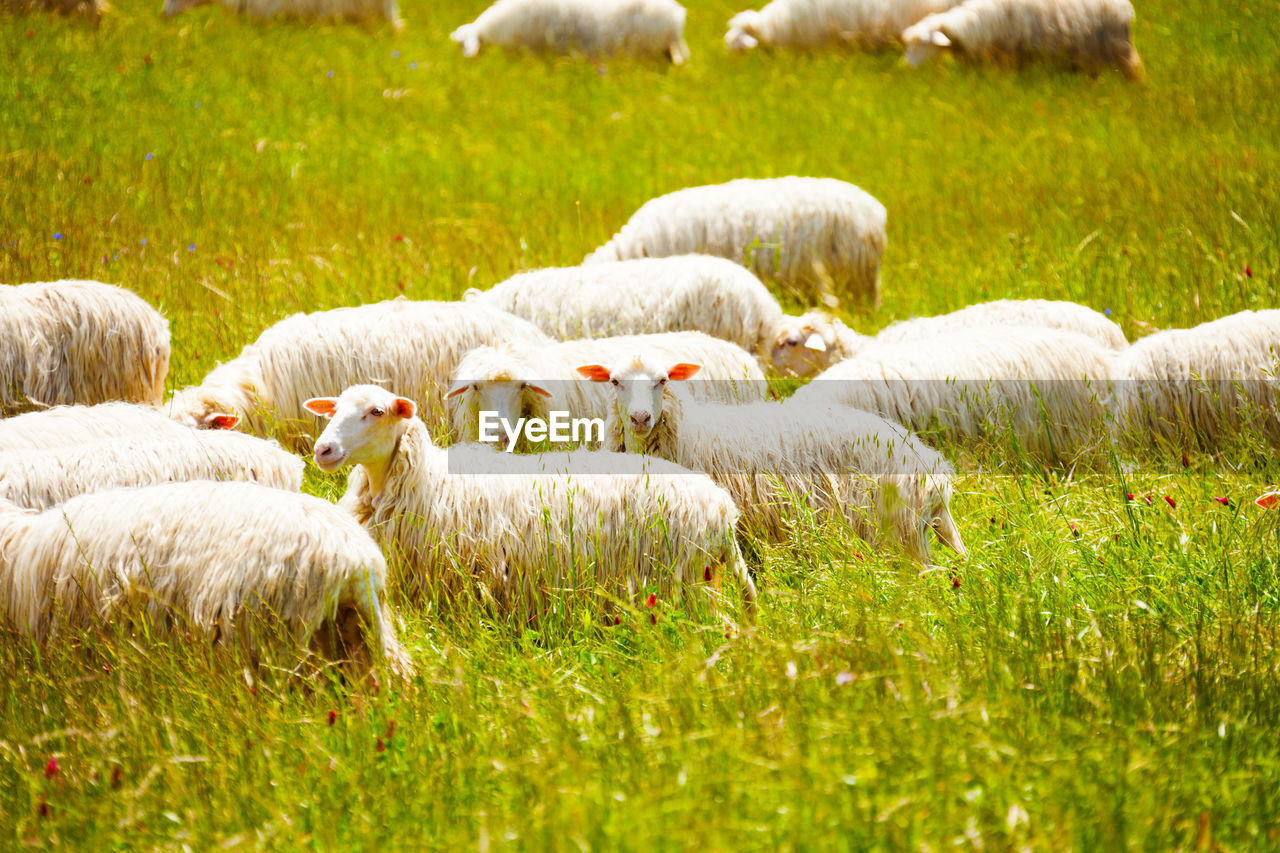 VIEW OF SHEEP IN FARM