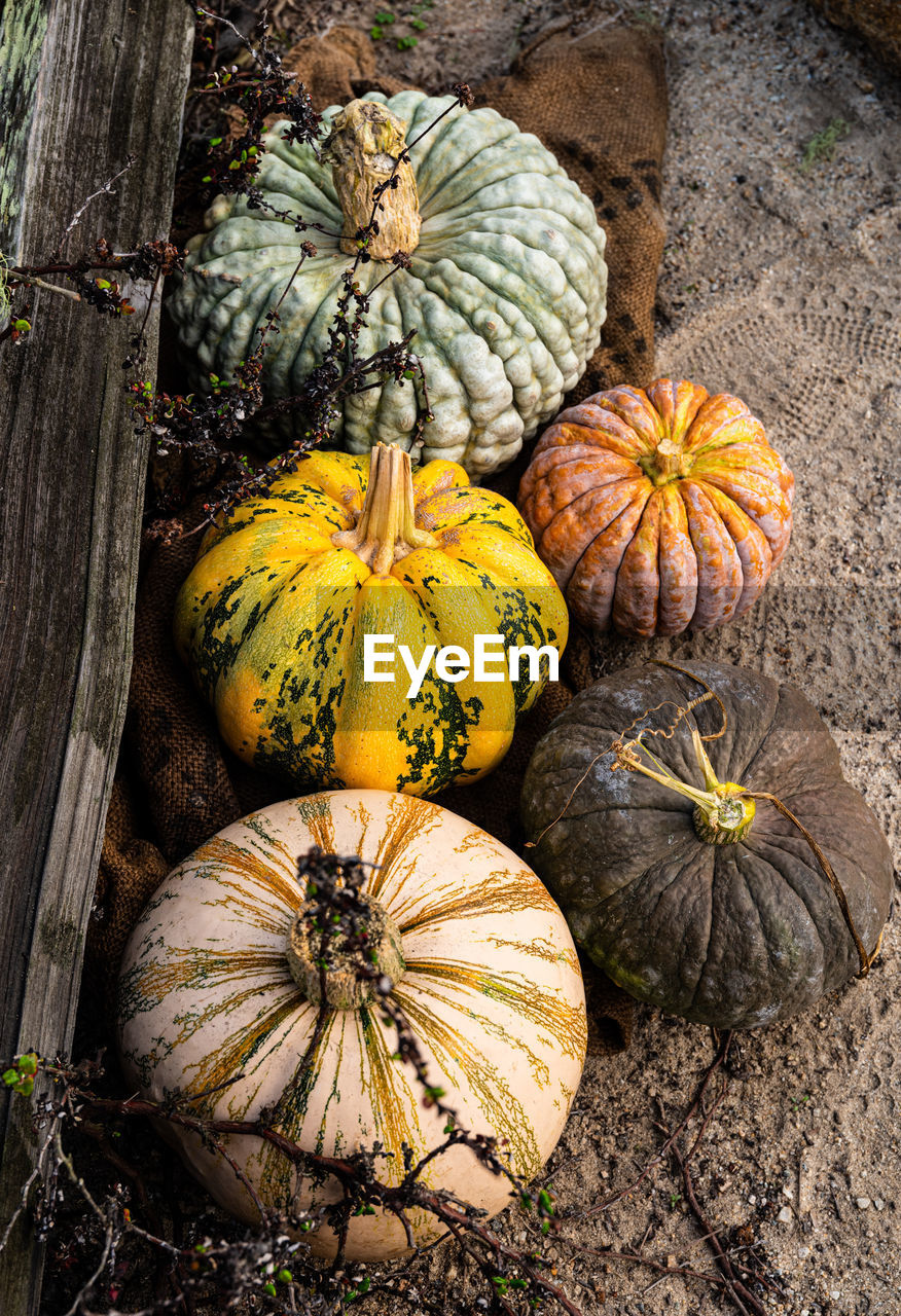 Above group of colorful textured autumn hybrid pumpkins on ground against rustic wood rail fence
