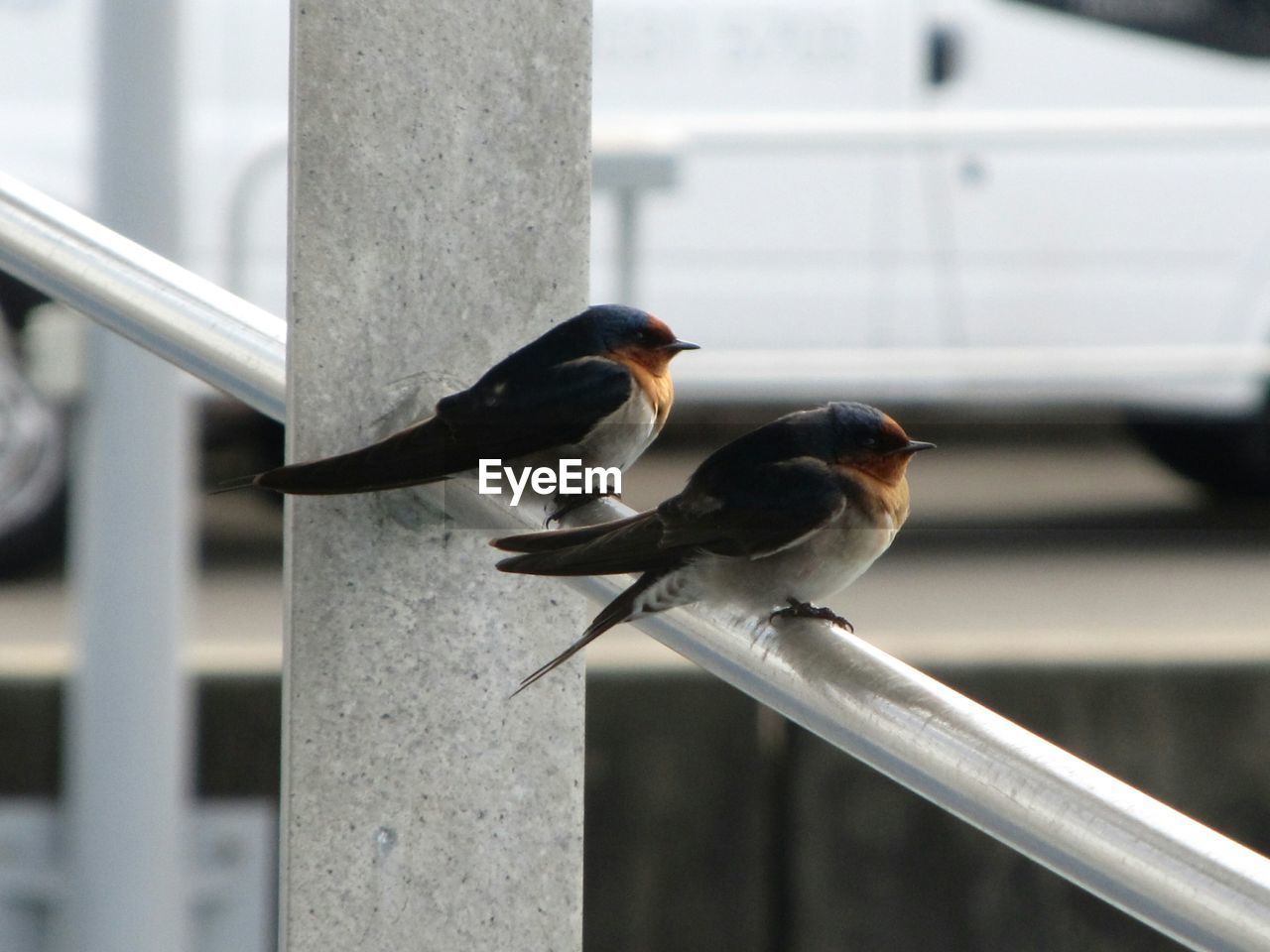 Close-up of birds perching on railing