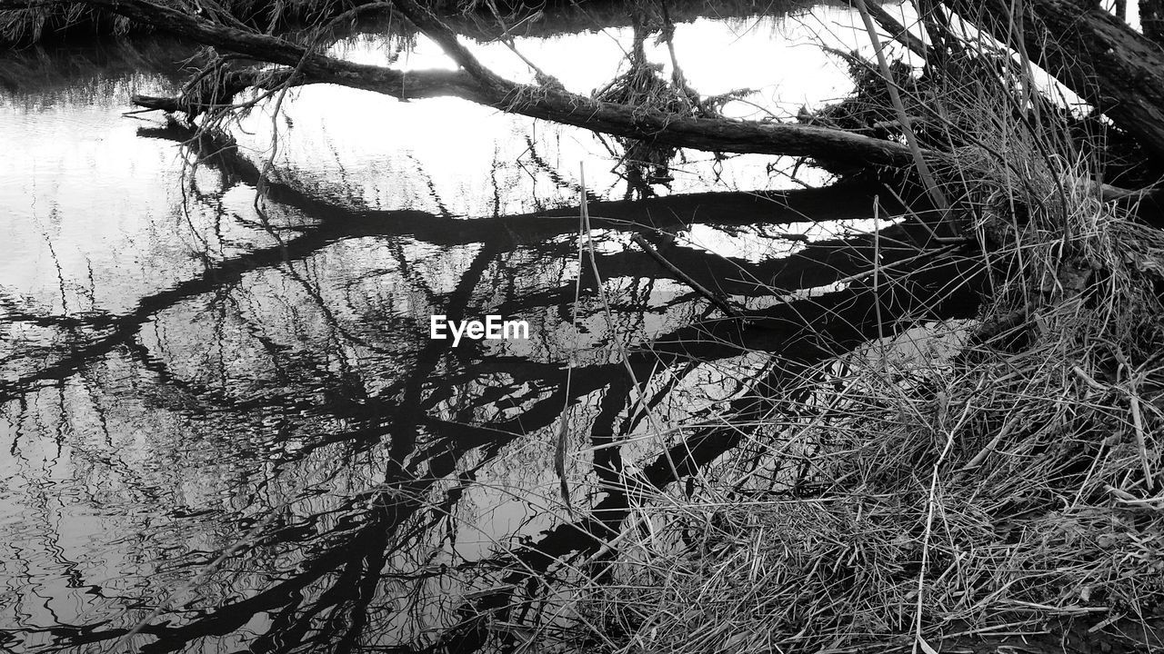 VIEW OF BARE TREE AGAINST SKY