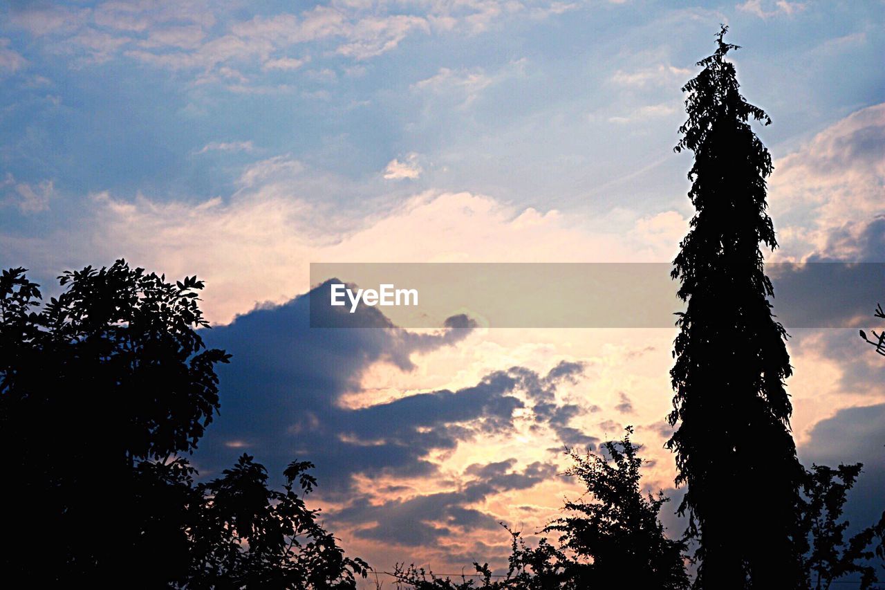 SILHOUETTE TREE AGAINST SKY