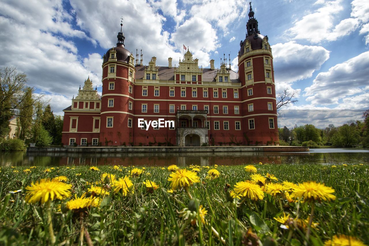 VIEW OF YELLOW FLOWERING PLANTS AGAINST BUILDING