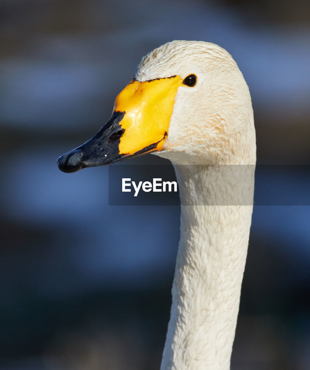 Close-up of whooper swan