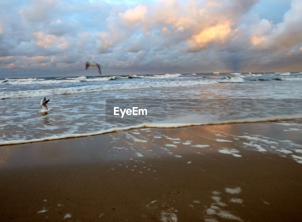 SCENIC VIEW OF SWIMMING IN SEA