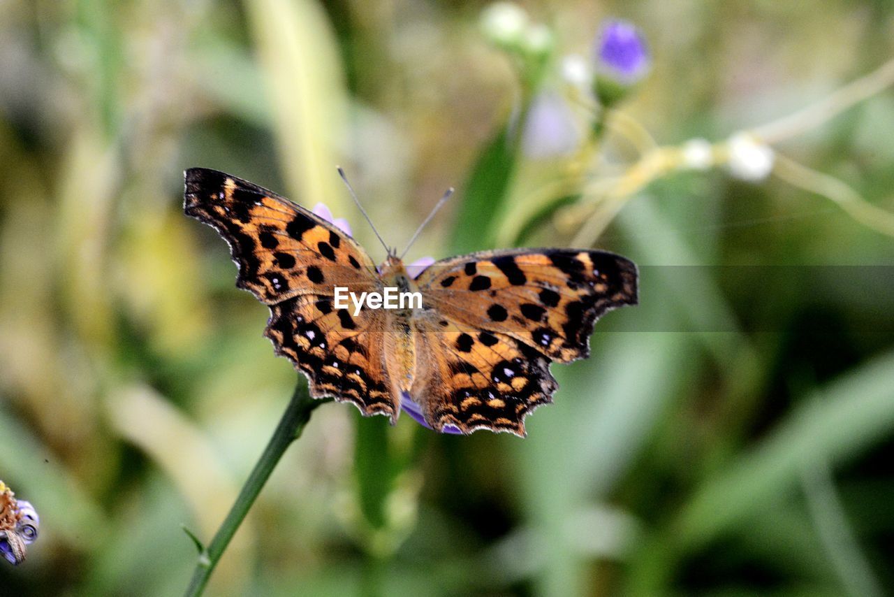 BUTTERFLY ON FLOWER