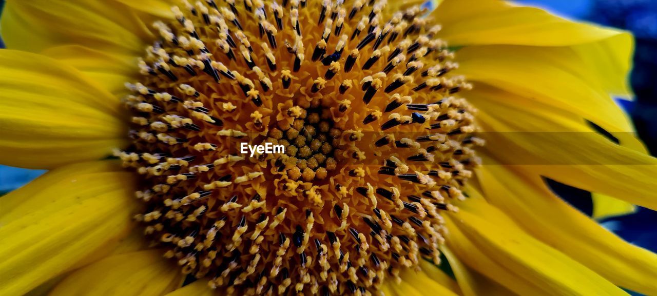 flower, flowering plant, plant, beauty in nature, flower head, freshness, petal, close-up, yellow, fragility, inflorescence, sunflower, sunflower seed, pollen, growth, nature, macro photography, no people, plant stem, macro, extreme close-up, seed, botany, outdoors, vibrant color, pattern, focus on foreground, stamen, blossom