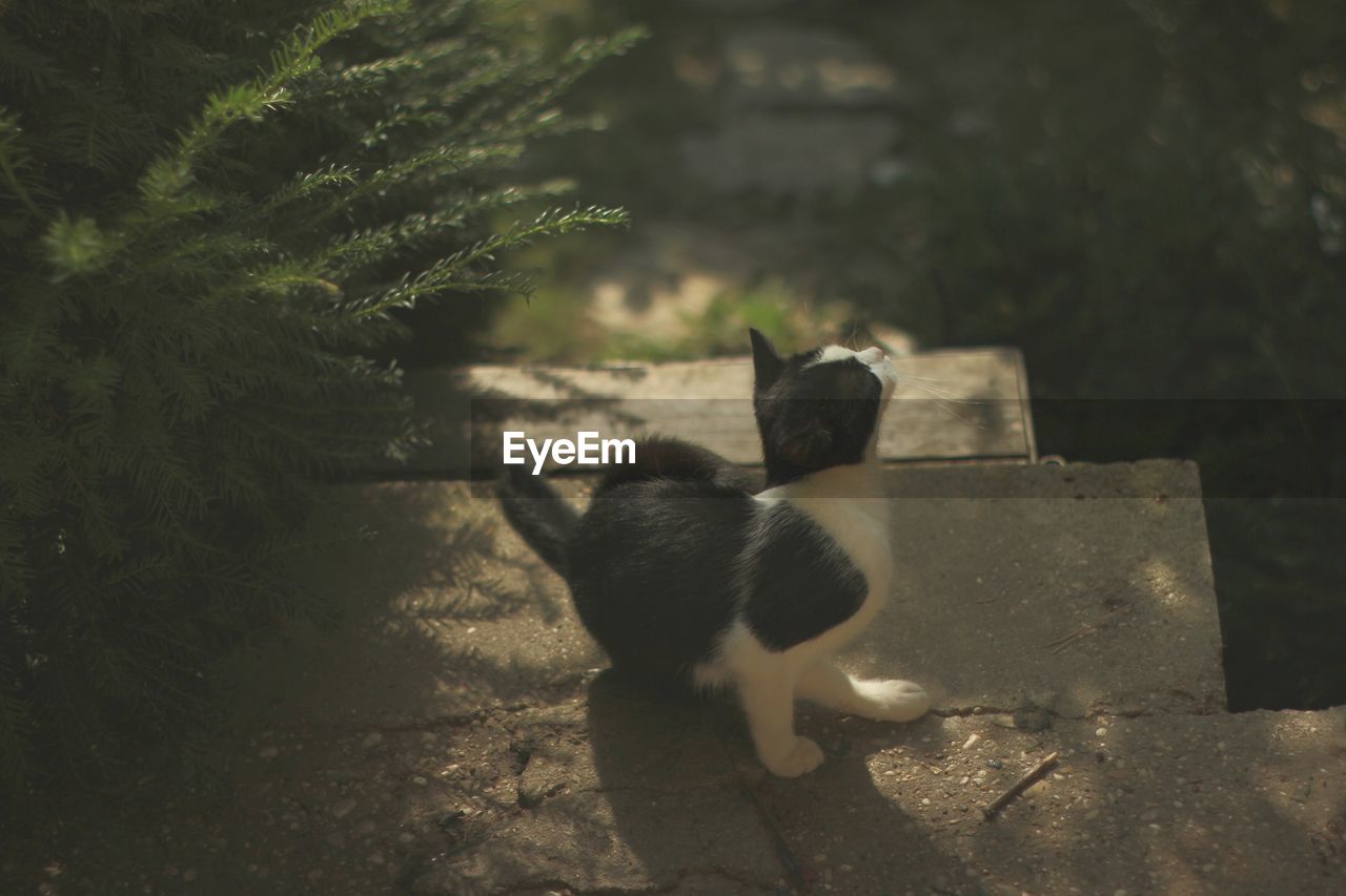 High angle view of cat sitting on steps