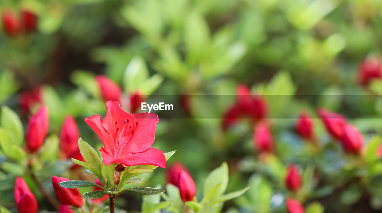 plant, flower, plant part, leaf, flowering plant, beauty in nature, red, nature, shrub, close-up, freshness, green, no people, growth, outdoors, multi colored, pink, day, petal, rose, garden, environment, focus on foreground, selective focus, flowerbed, botany, botanical garden, summer, flower head