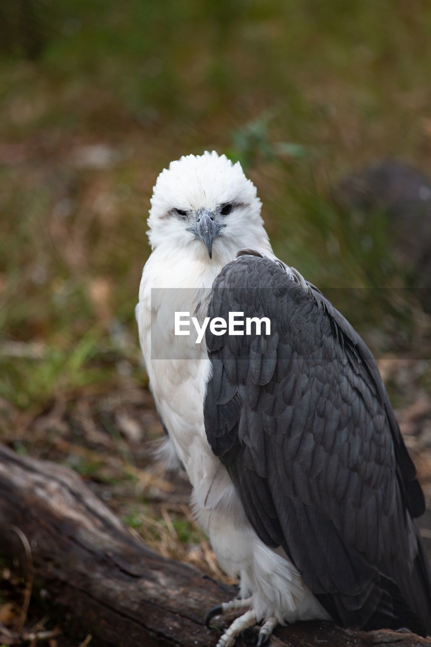 White-breasted sea eagle perching on a branch