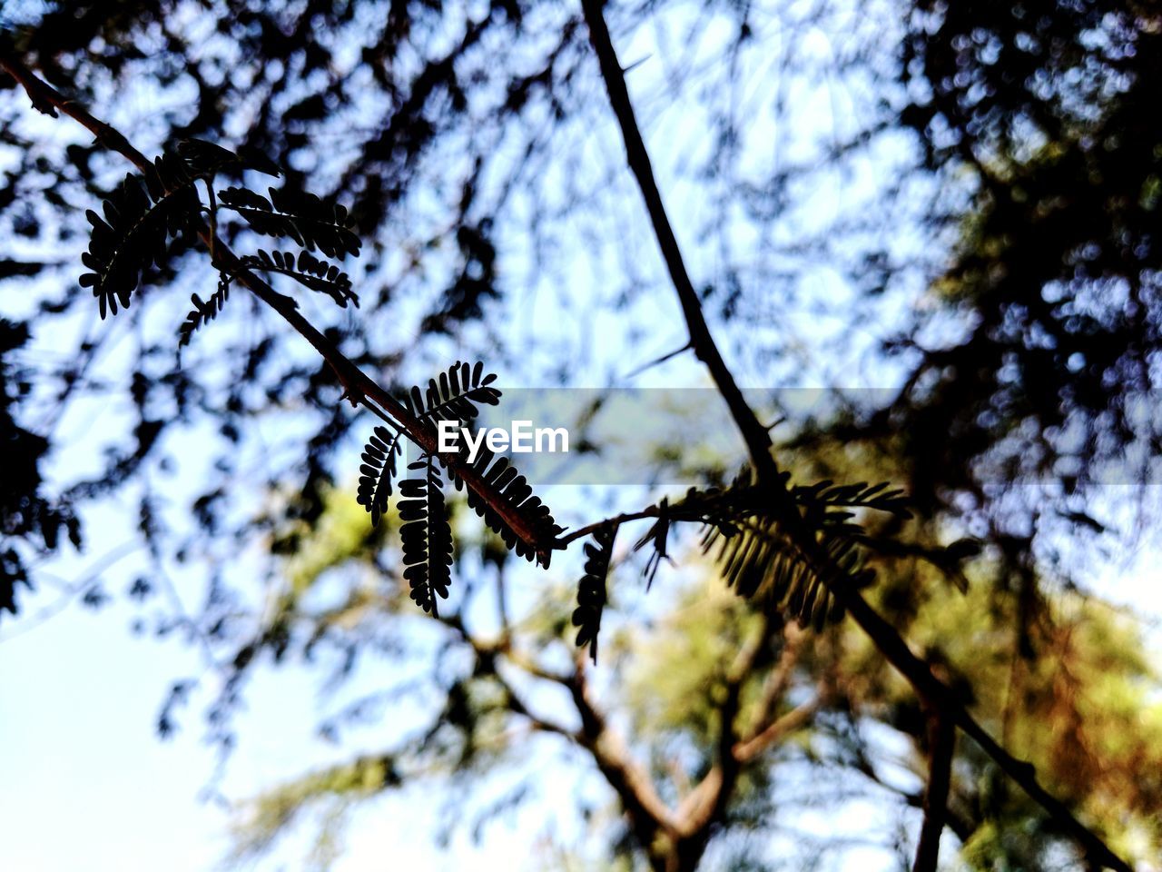 LOW ANGLE VIEW OF PINE CONES ON TREE