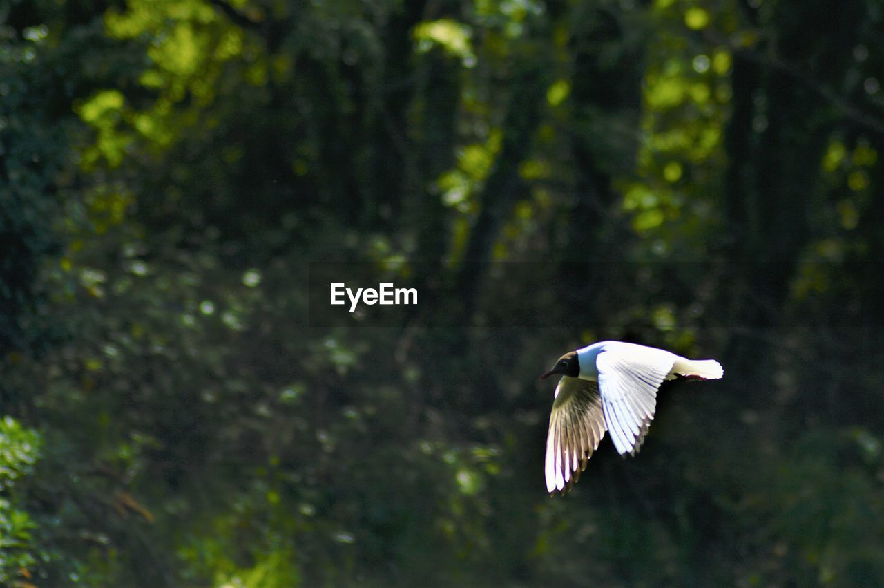 BIRD FLYING ABOVE THE FOREST