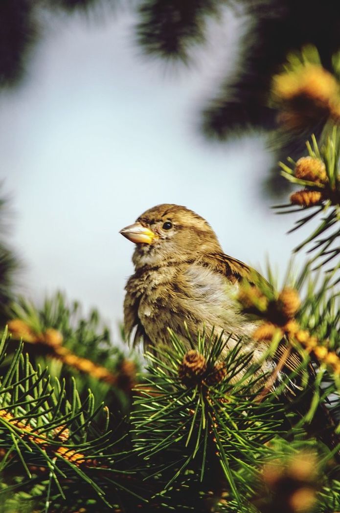 Close-up of bird perching on branch