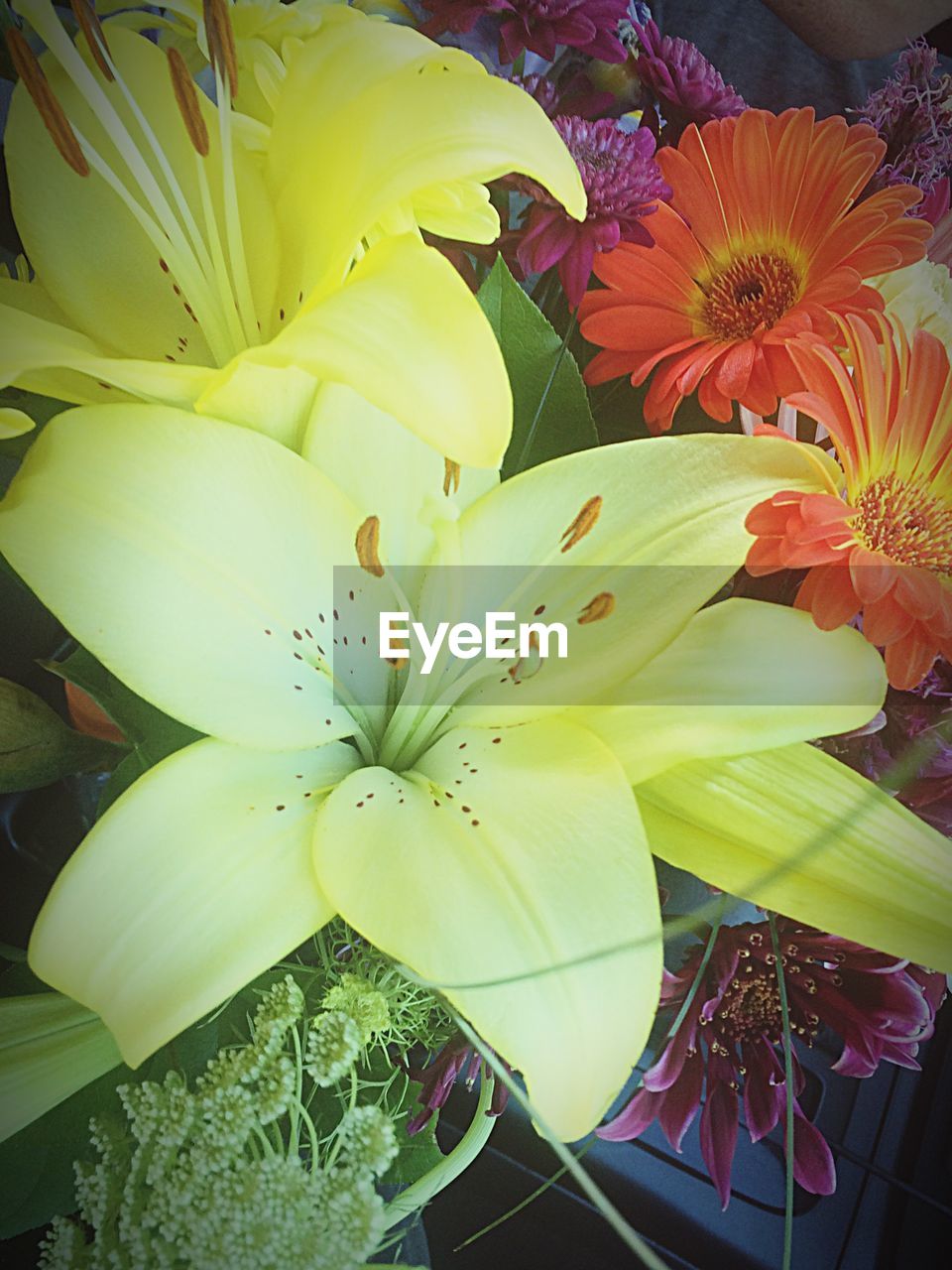 CLOSE-UP OF YELLOW FLOWERS IN BLOOM