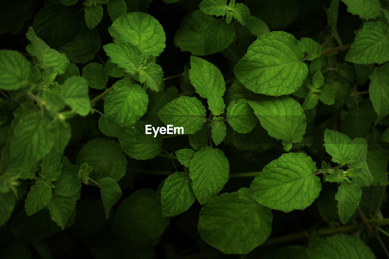 Full frame shot of green leaves