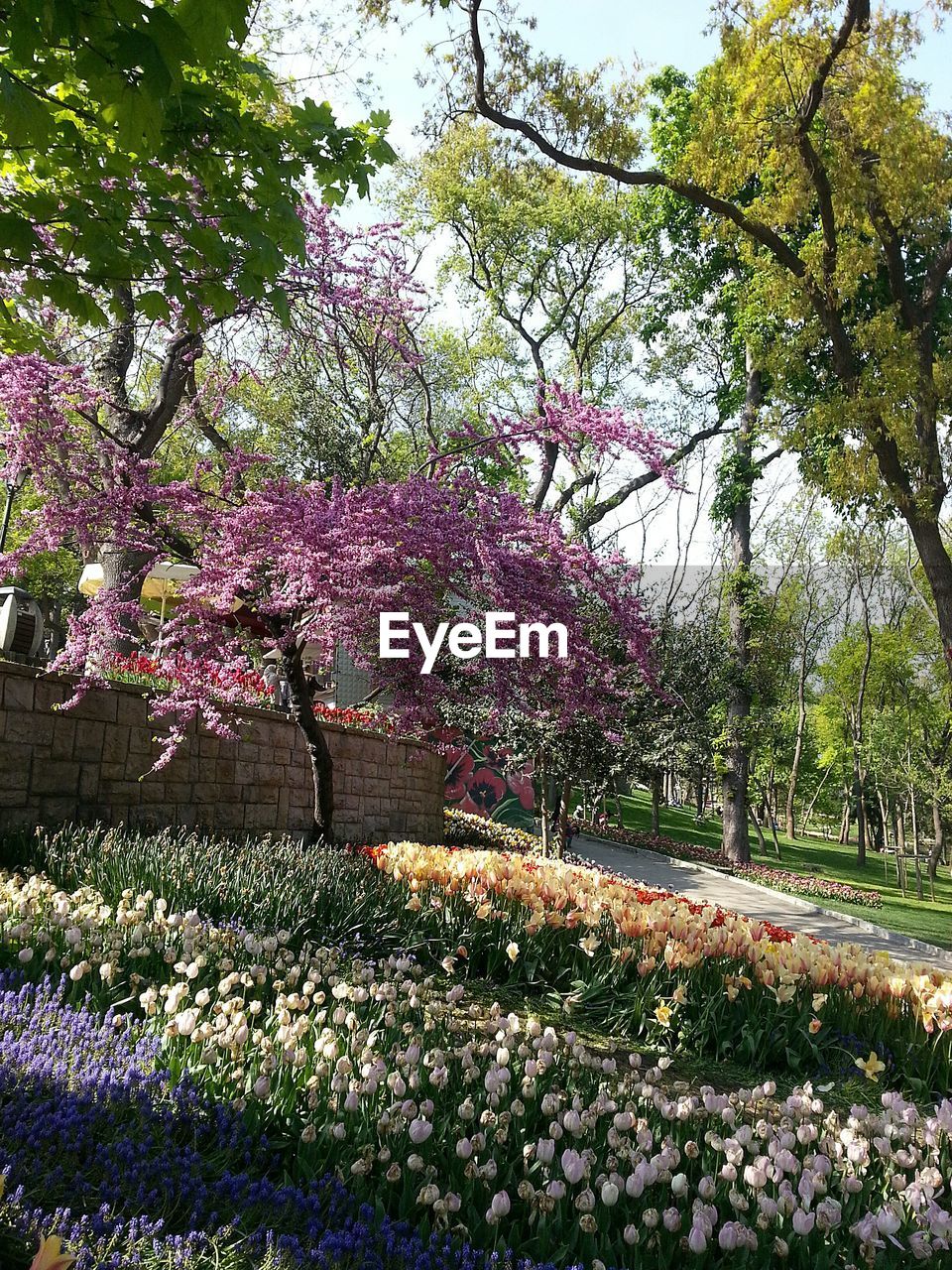 LOW ANGLE VIEW OF PINK FLOWERS ON TREE