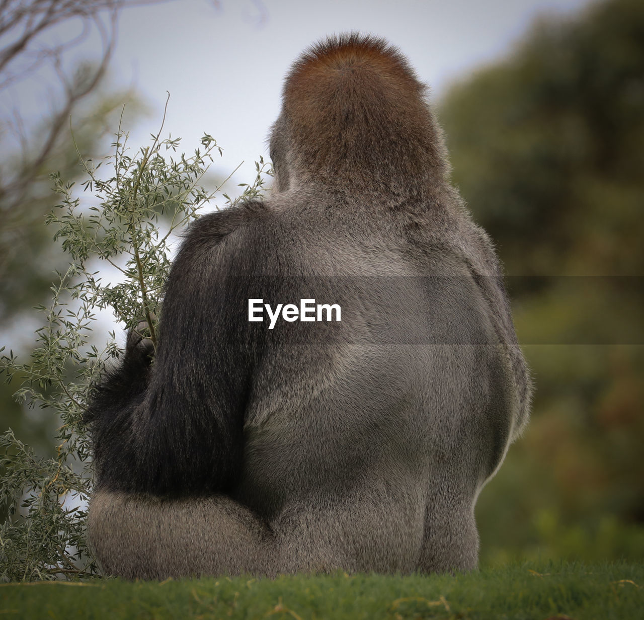 CLOSE-UP OF MONKEY SITTING ON GRASS AGAINST TREES