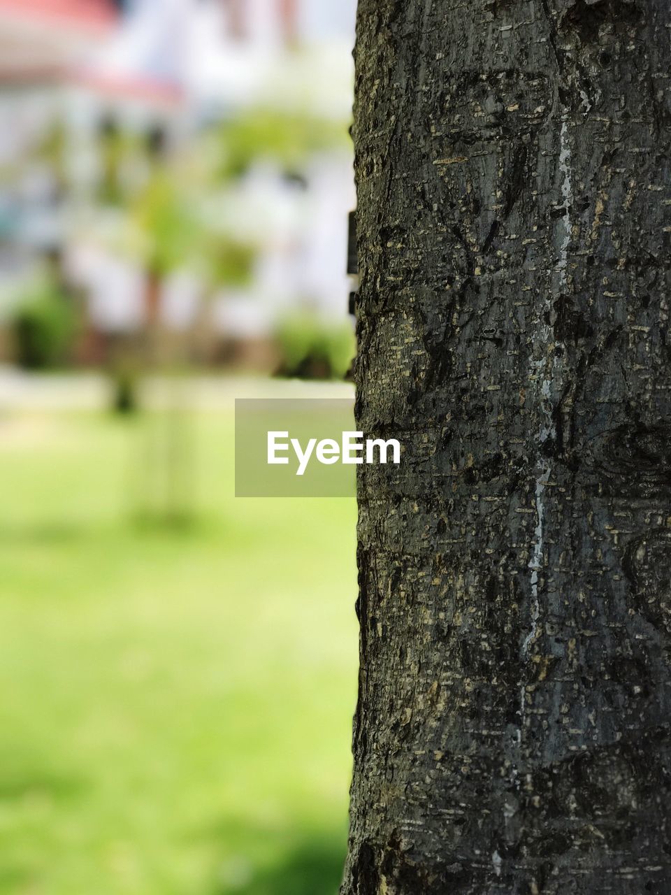 CLOSE-UP VIEW OF TREE TRUNK