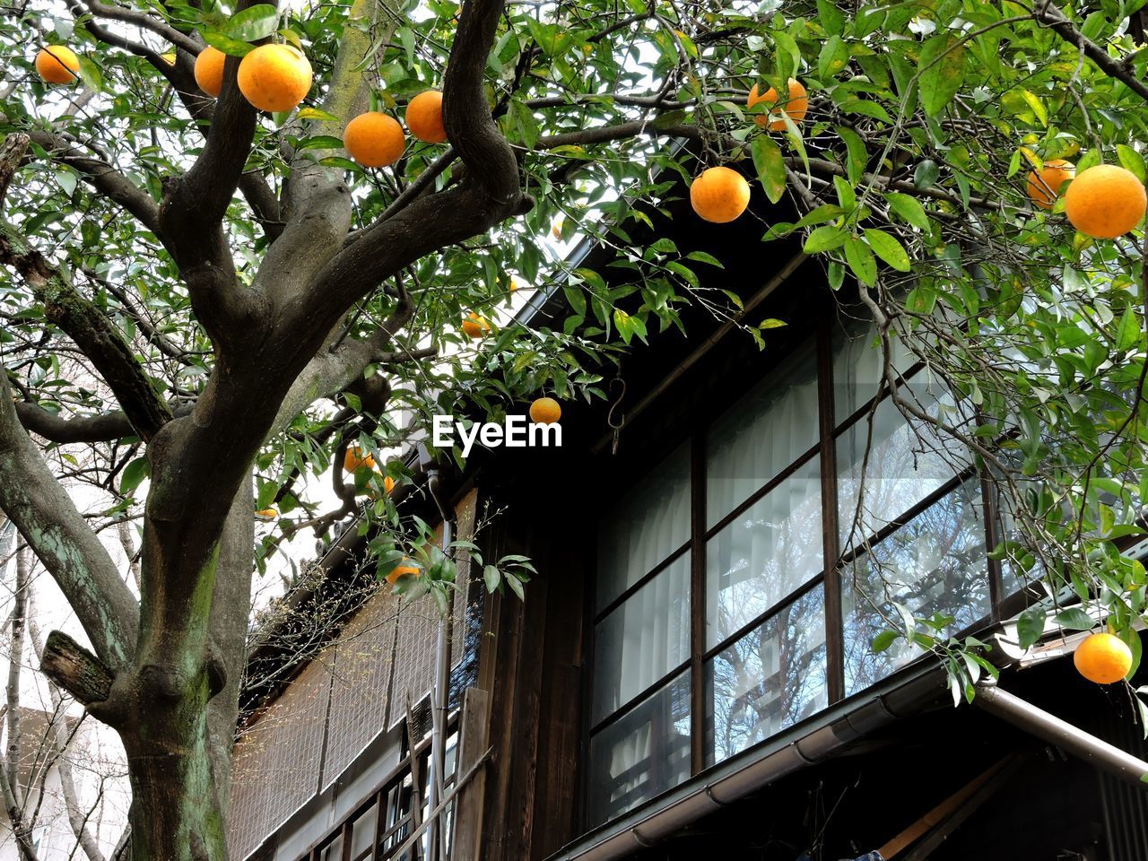 Low angle view of fruits growing on tree