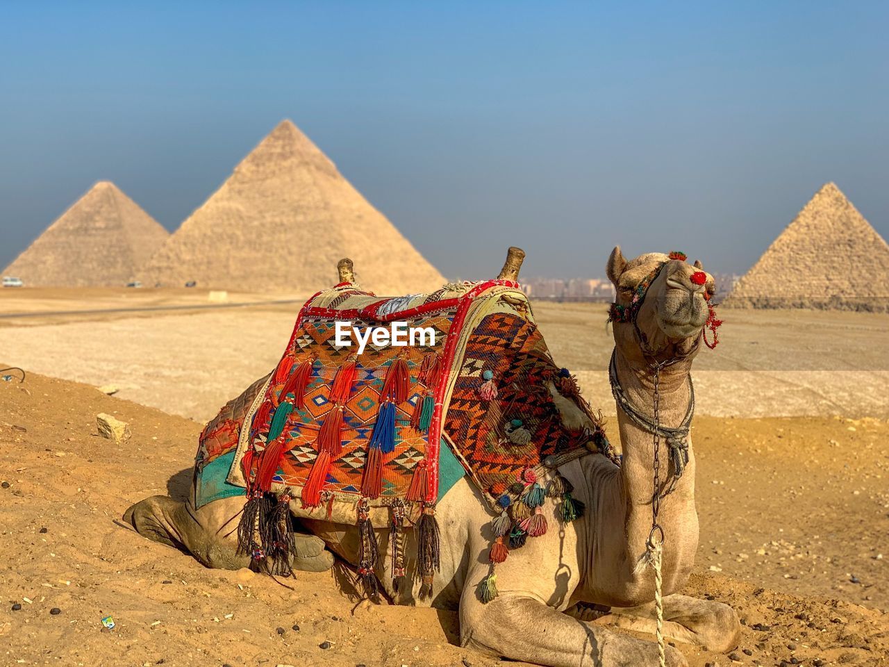 View of camel in desert