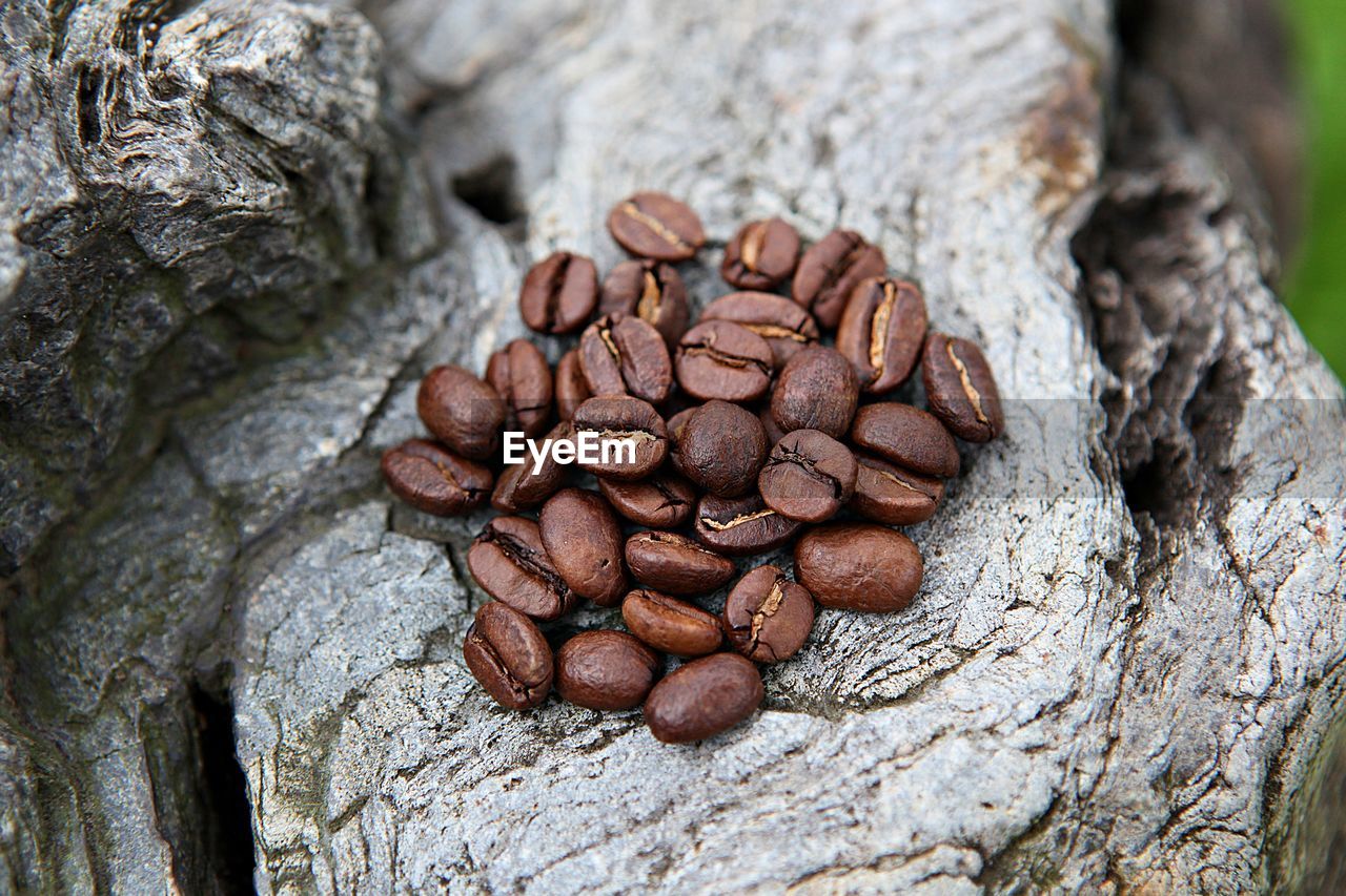 CLOSE-UP OF COFFEE BEANS ON TREE