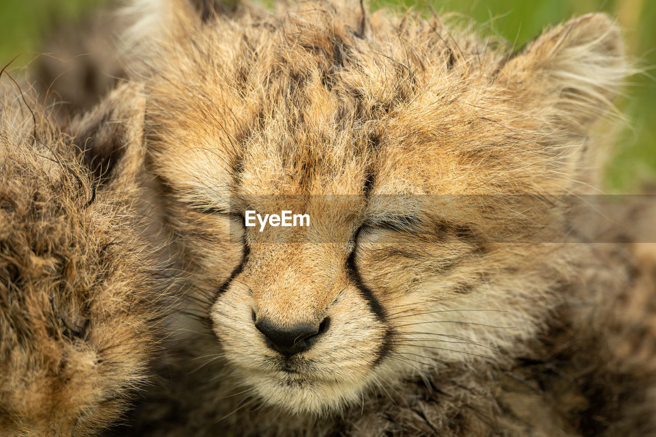 Close-up of cheetah cub with closed eyes