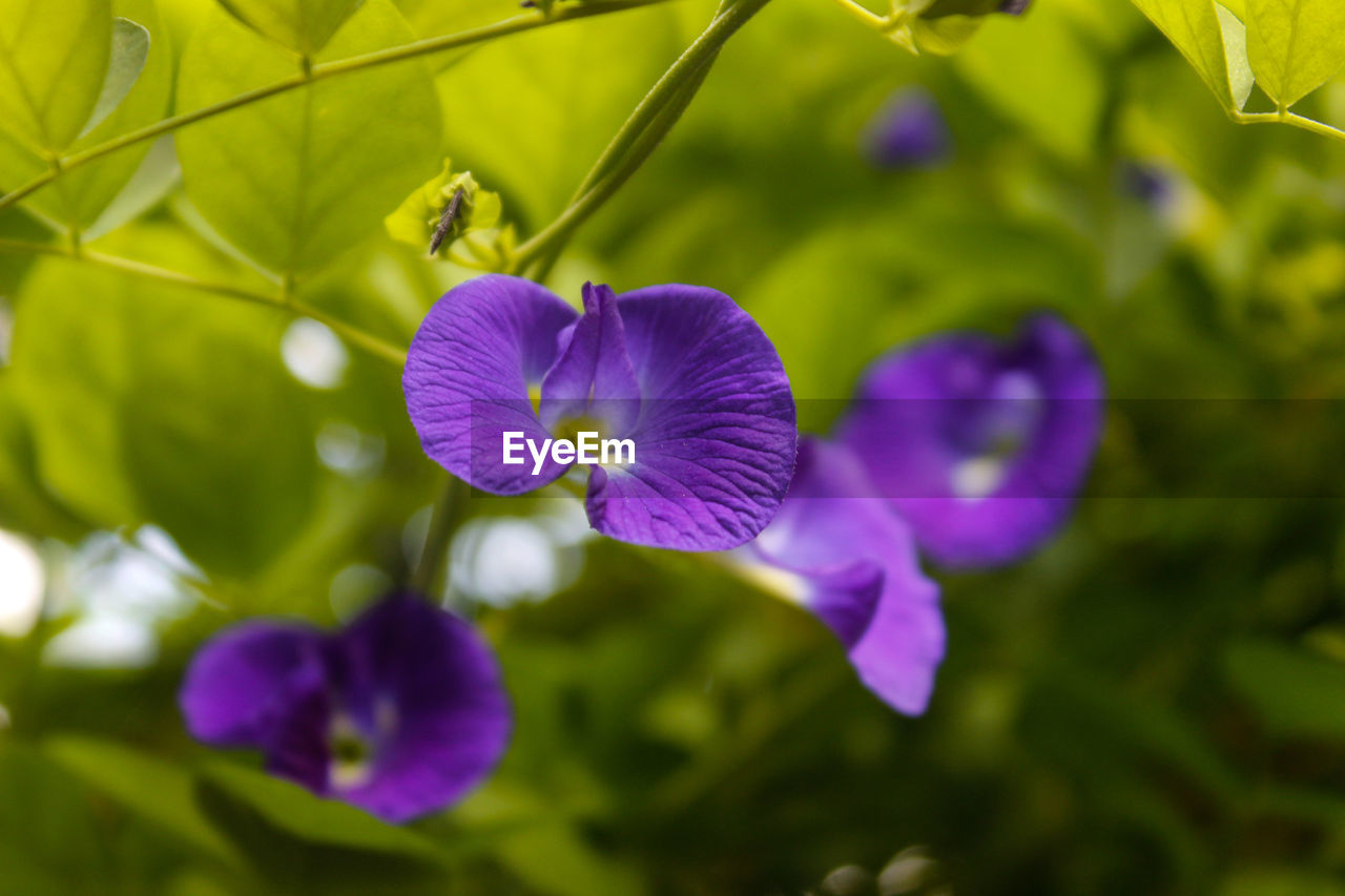 CLOSE-UP OF PURPLE FLOWERS