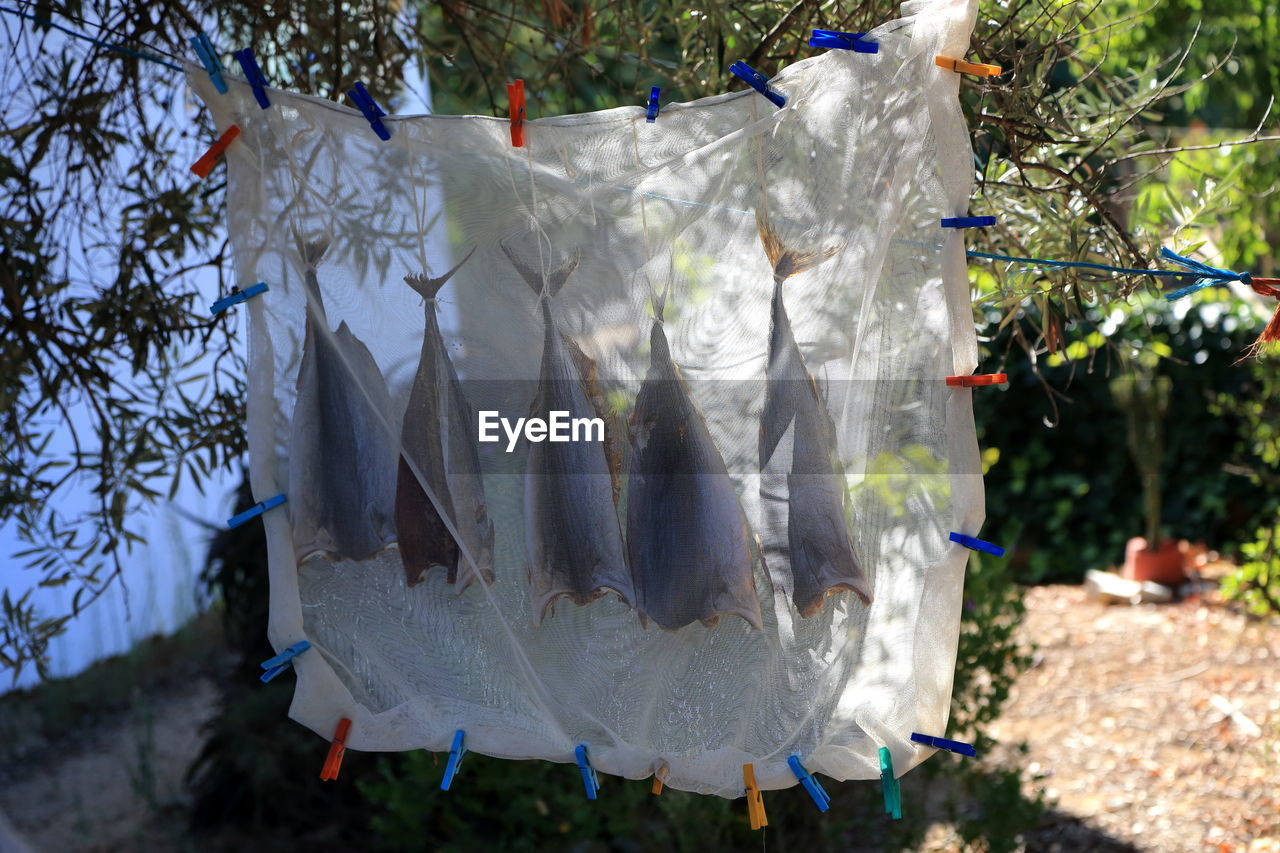 Fish drying outside protected by light piece of material held closed by clothes pins