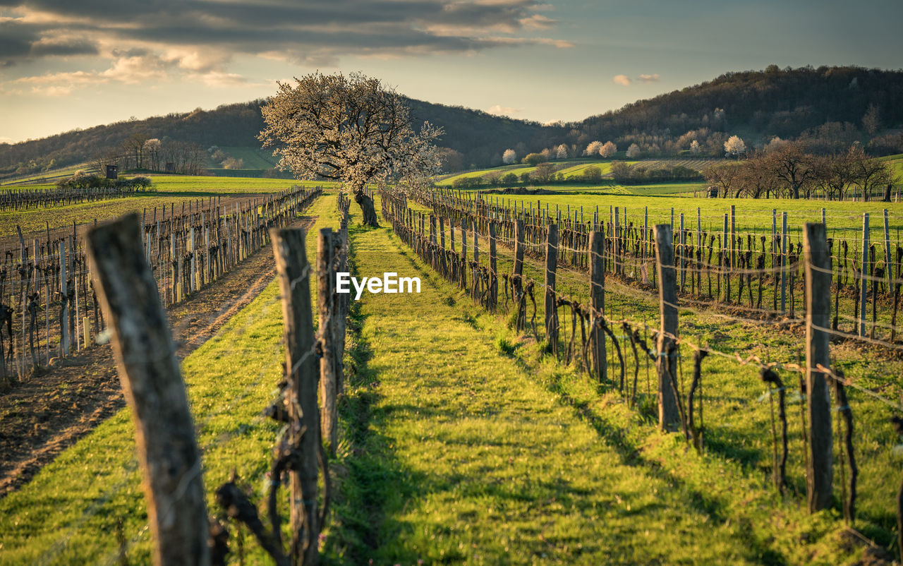 Austrian vineyard during springtime