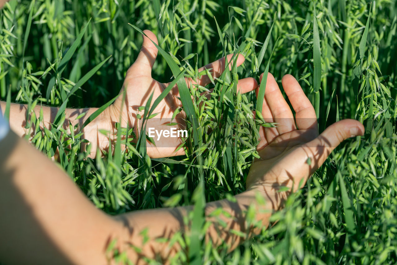 Hands holding hold green ears of oats in oat field