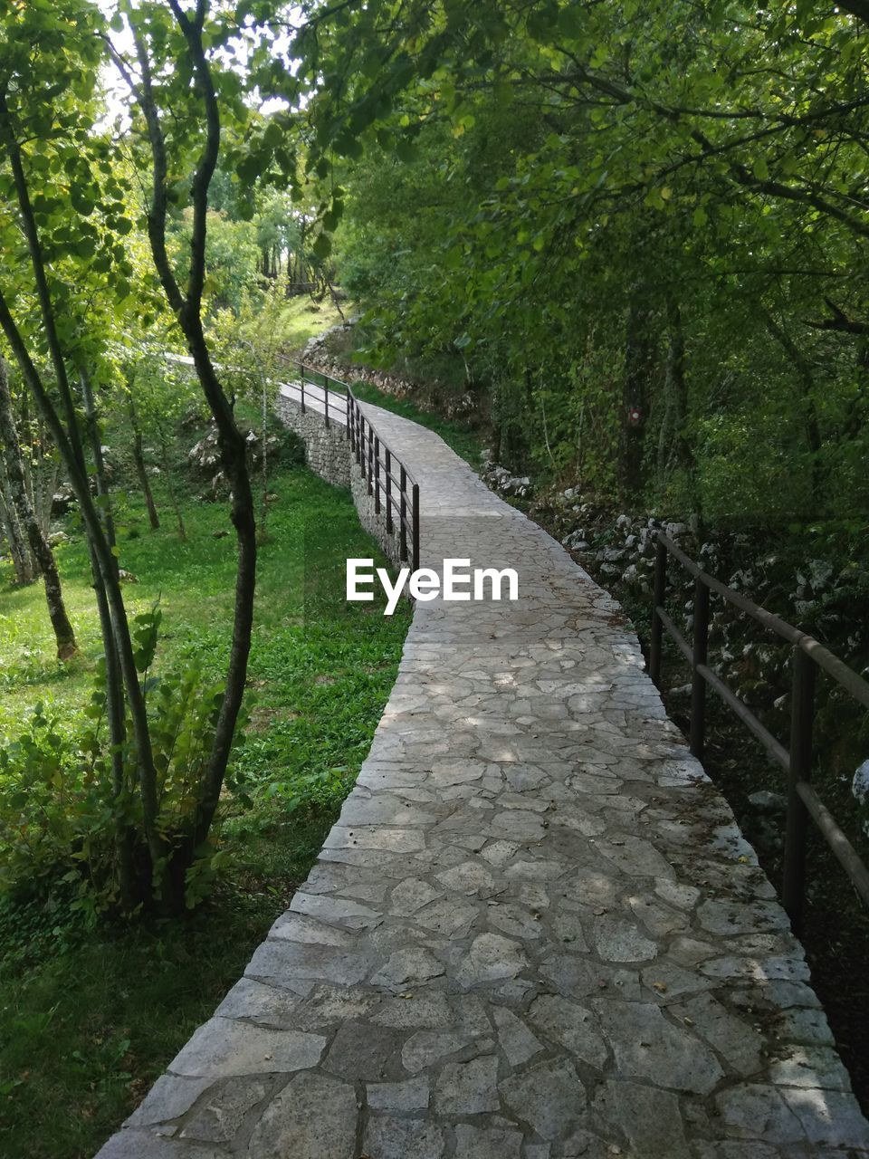 Walkway amidst trees