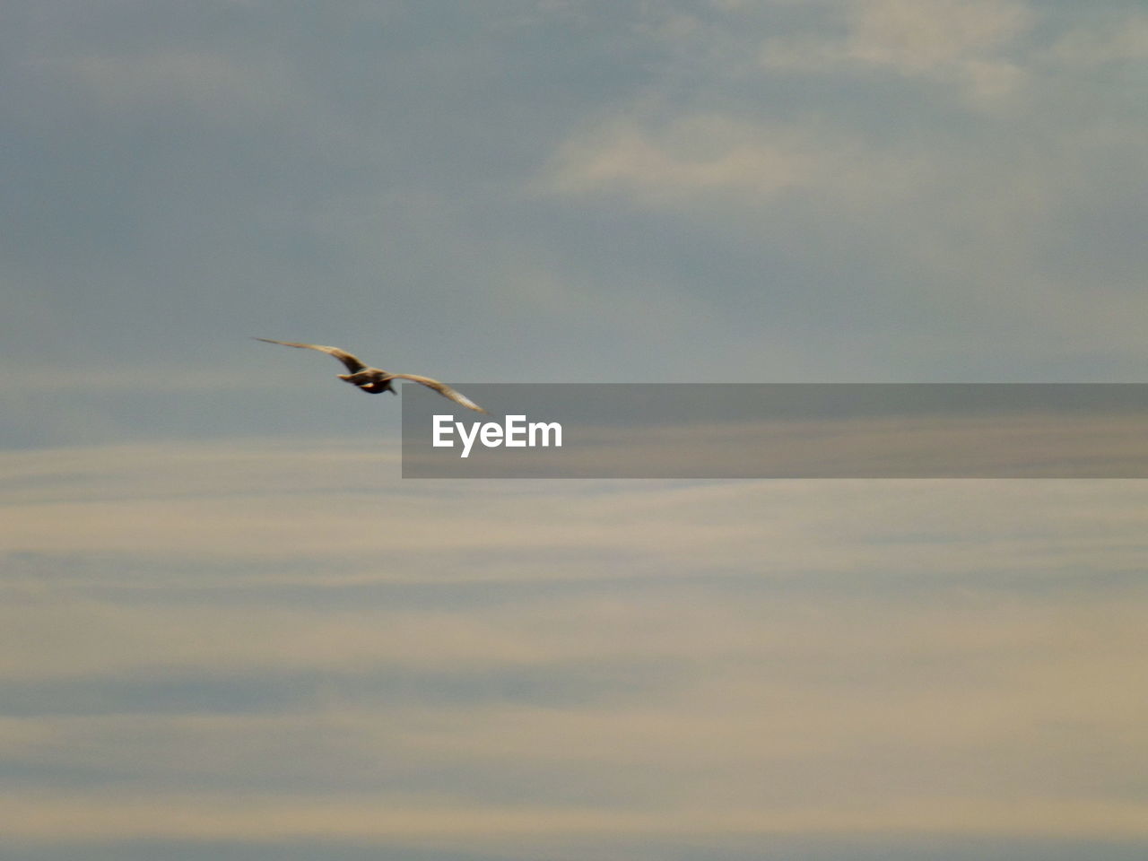 LOW ANGLE VIEW OF BIRD FLYING AGAINST SKY AT SUNSET