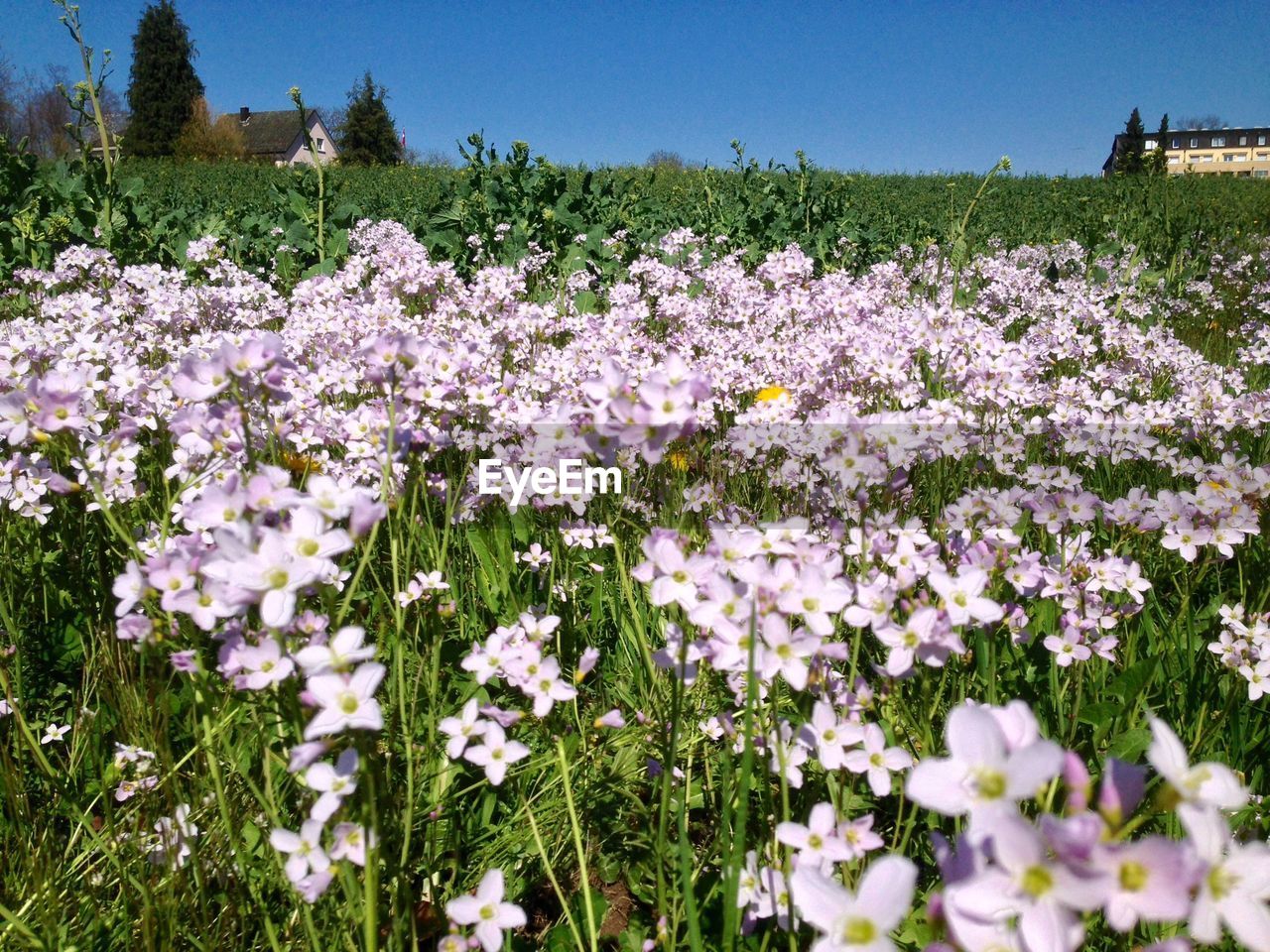 FULL FRAME SHOT OF FLOWERS BLOOMING IN FIELD