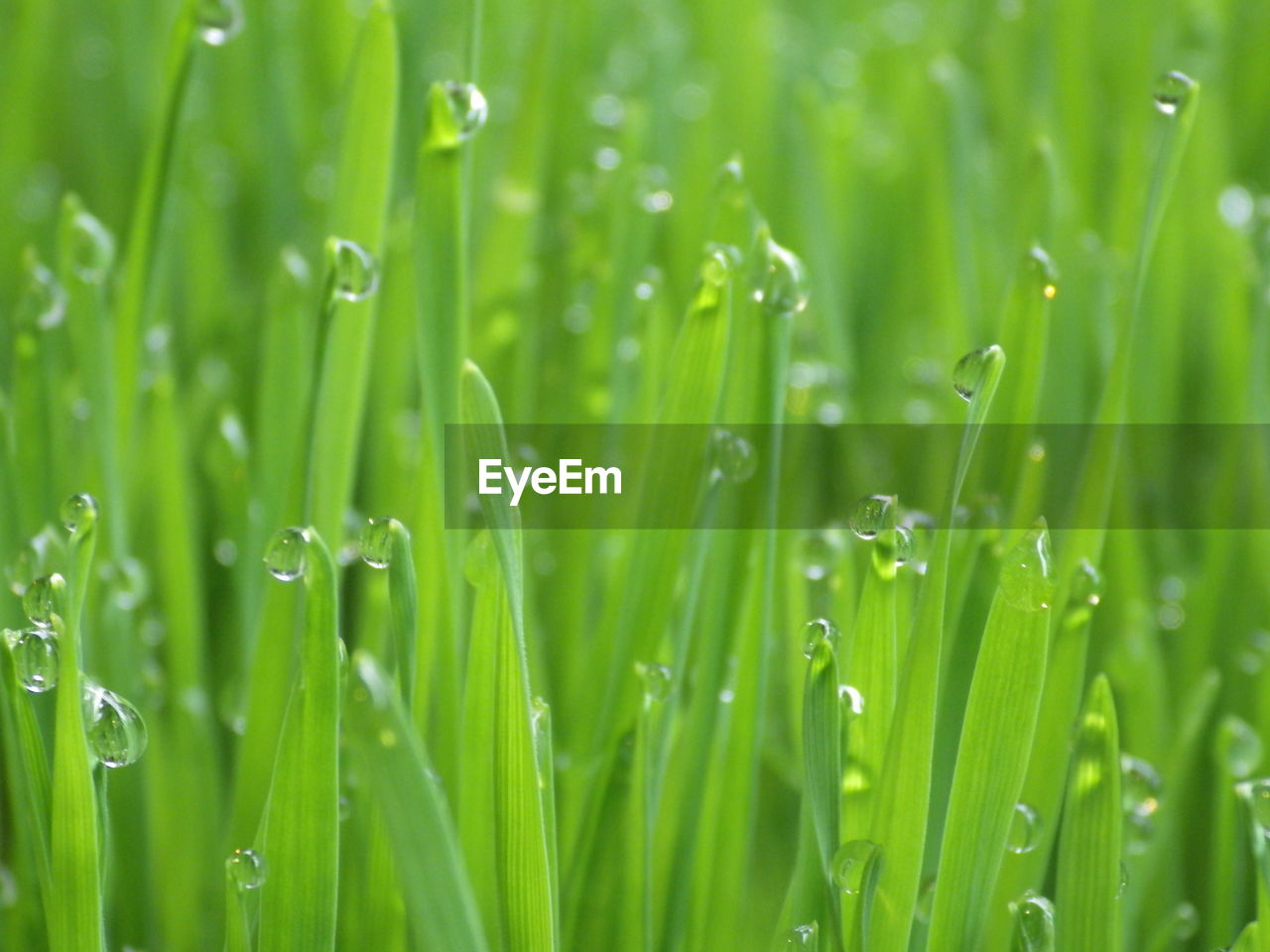 plant, green, moisture, grassland, nature, water, dew, drop, wet, beauty in nature, grass, growth, backgrounds, lawn, freshness, environment, blade of grass, no people, field, close-up, meadow, plant stem, land, wheatgrass, full frame, rain, macro photography, selective focus, outdoors, summer, leaf, springtime, environmental conservation, foliage, day, lush foliage, landscape, tranquility, vibrant color, plant part, plain, hierochloe, agriculture, flower, macro, fragility, focus on foreground