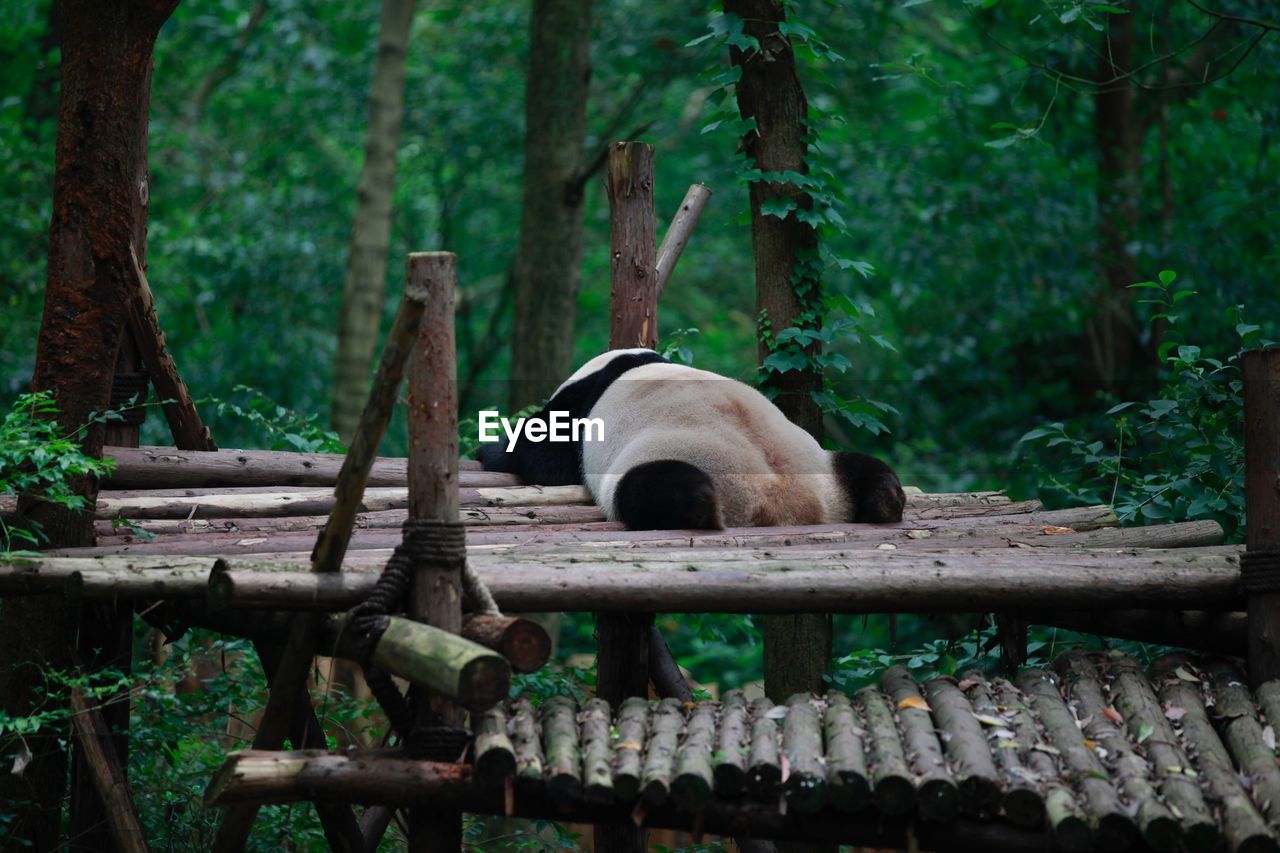 VIEW OF A CAT SITTING ON WOOD