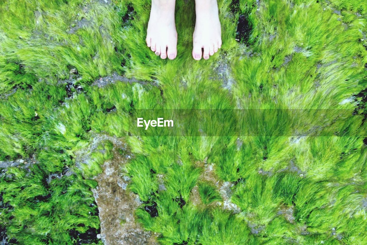 Low section of woman standing on moss covered rocks