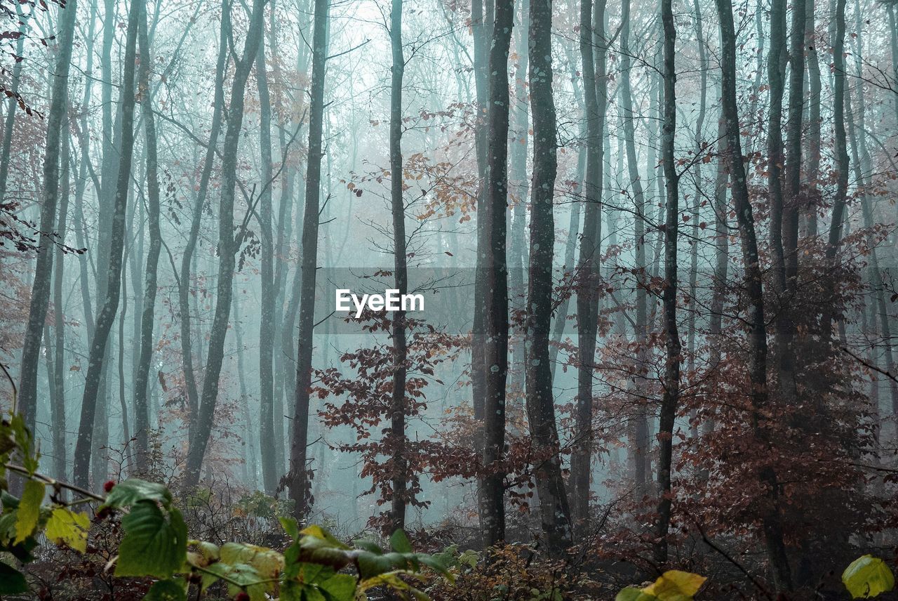 Trees in forest during winter