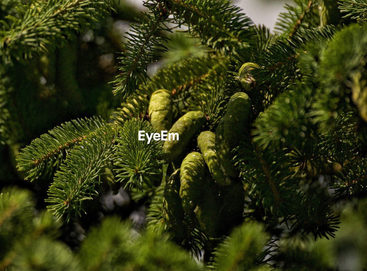 Close-up of pine tree