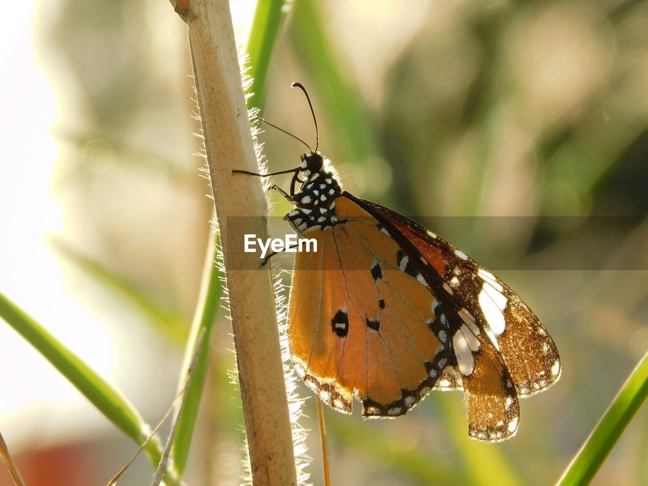 CLOSE-UP OF BUTTERFLY ON LEAF