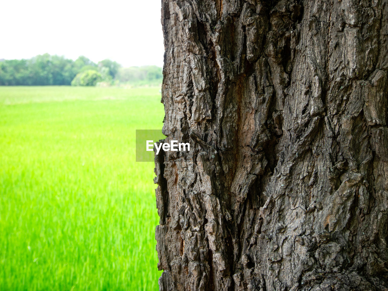 CLOSE-UP OF TREE TRUNK