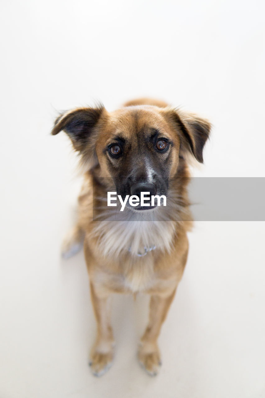 PORTRAIT OF DOG LOOKING AT WHITE BACKGROUND