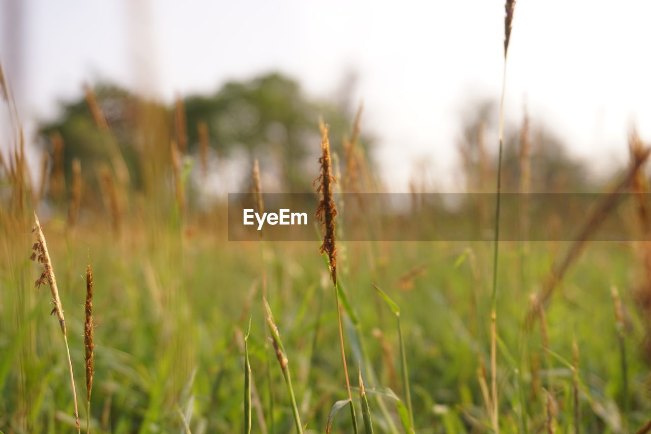 CLOSE-UP OF STALKS AGAINST BLURRED BACKGROUND